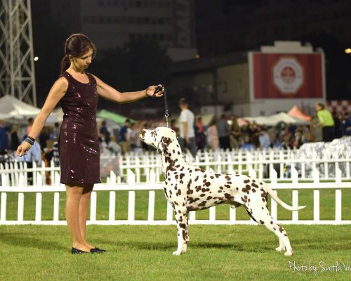 dalmatian Richie